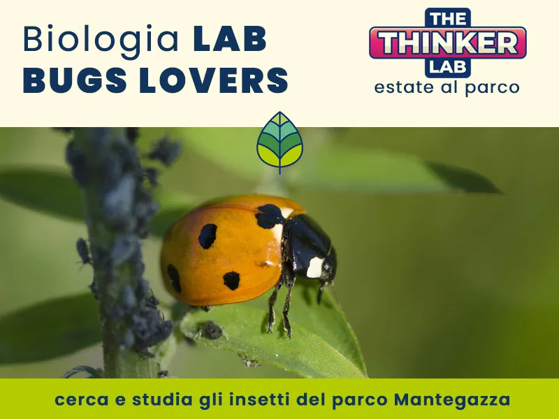 Locandina: Bugs Lovers || The Thinker Lab, Varese