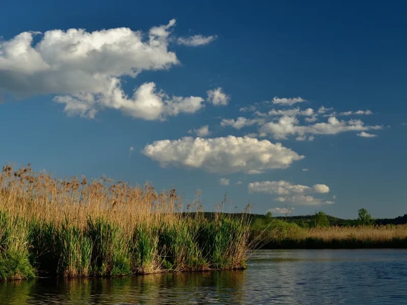 Locandina: BioBlitz 2025 - Palude Brabbia