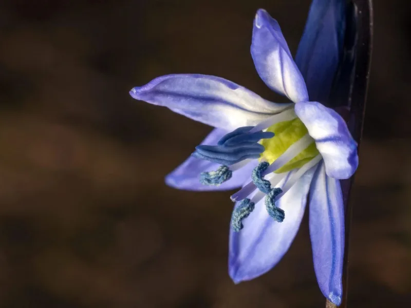 Locandina: I segreti della primavera in Oasi || Palude Brabbia, Inarzo