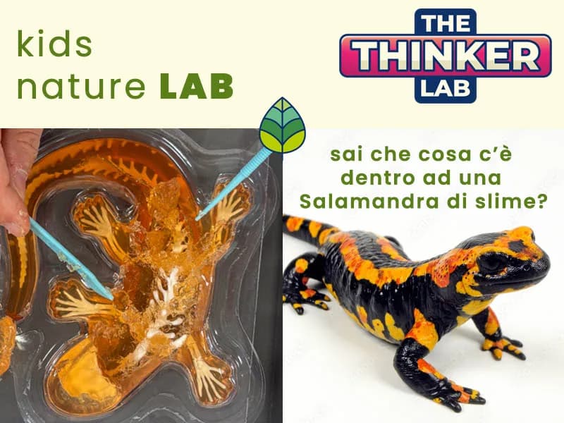 Locandina: Alla scoperta della salamandra || The Thinker Lab, Varese