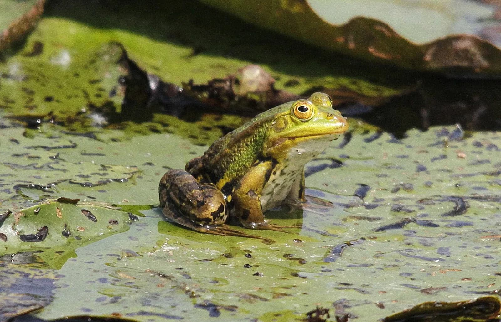 Locandina: Vita sott’acqua - Palude Brabbia