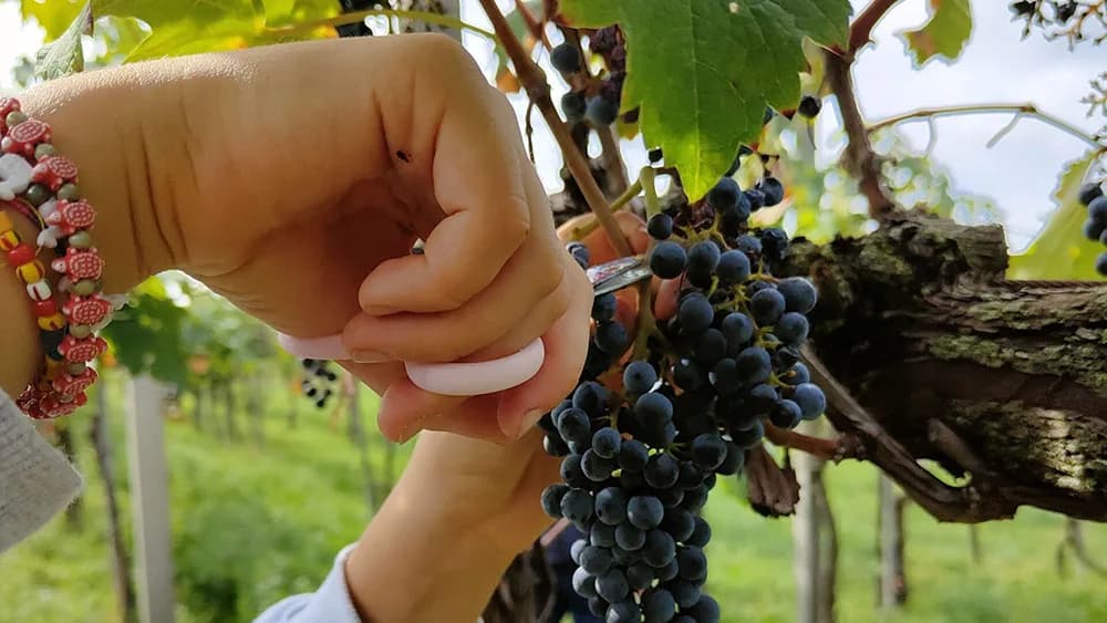 Locandina: La vendemmia dei bambini: vendemmia, pigiatura dell'uva e picnic in vigna