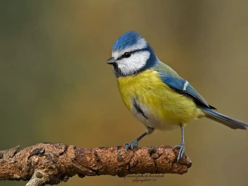 Locandina: Lucher, Bartavelli e Curiose Creature || Palude Brabbia, Inarzo