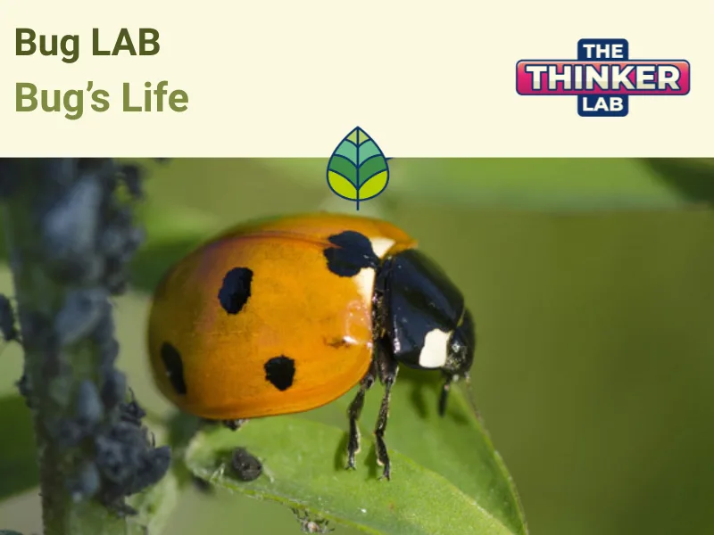 Locandina: Bug LAB || The Thinker Lab, Varese