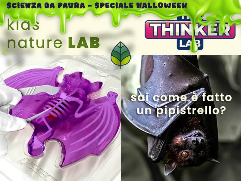 Locandina: Alla scoperta del pipistrello || The Thinker Lab, Varese