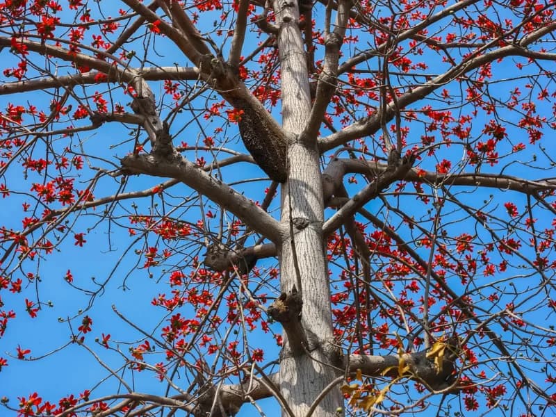 Locandina: Il Menestrello degli Alberi || Palude Brabbia, Inarzo