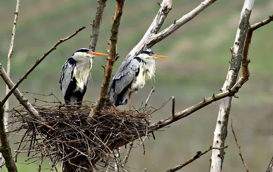 Locandina: Condominio degli aironi - Palude Brabbia